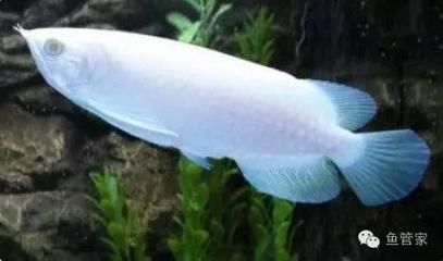 龍魚身上長霉菌的原因和處理方法，：龍魚身上長霉菌怎么辦 龍魚身上長霉菌的原因和處理方法，：龍魚身上長霉菌怎么辦 龍魚百科 第2張