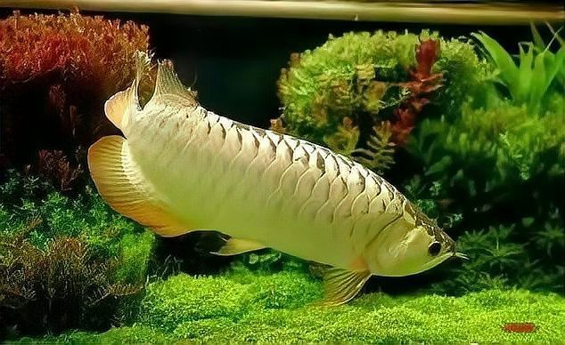 如何安全地給龍魚喂食昆蟲？