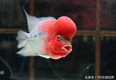 龍魚和金魚的區別：龍魚和金魚在分類學上屬于不同的類別