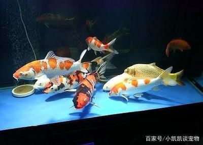 龍魚和金魚的區別：龍魚和金魚在分類學上屬于不同的類別