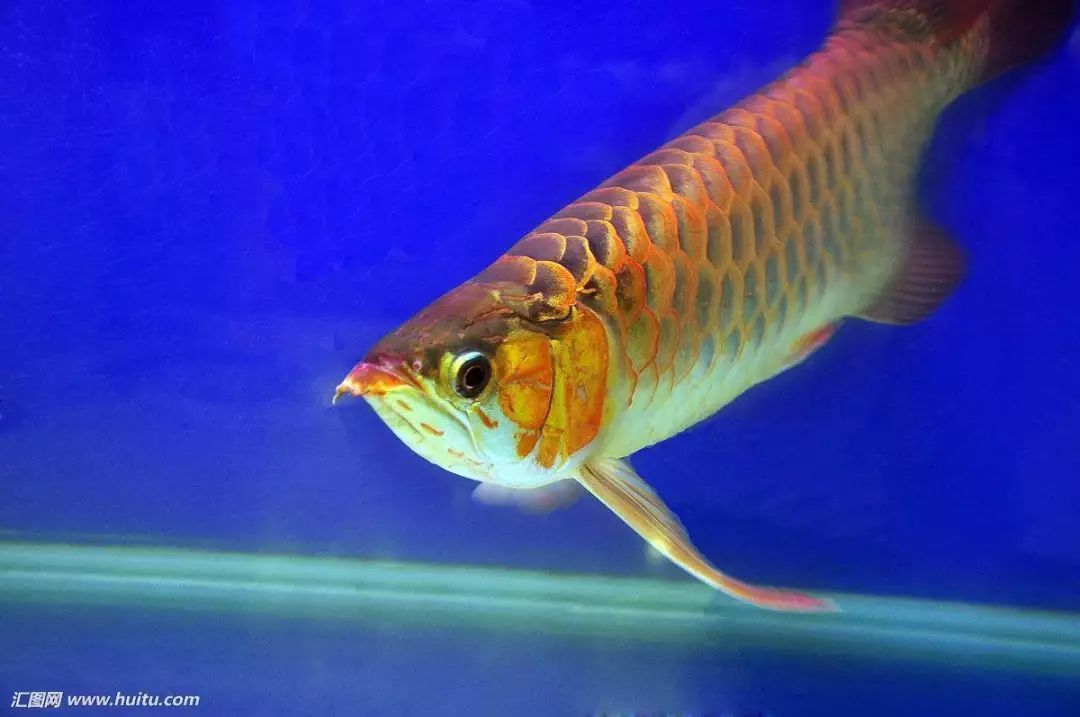 龍魚壁紙超清動態：關于龍魚壁紙超清動態的相關信息 龍魚壁紙超清動態：關于龍魚壁紙超清動態的相關信息 龍魚百科 第2張