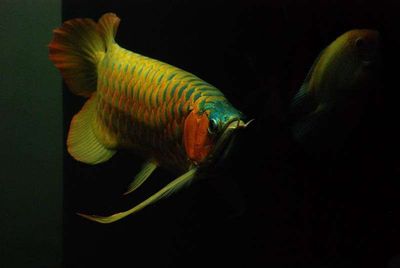 龍魚壁紙超清動態：關于龍魚壁紙超清動態的相關信息 龍魚壁紙超清動態：關于龍魚壁紙超清動態的相關信息 龍魚百科 第3張