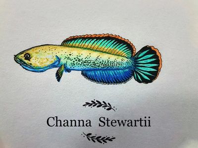 雷龍魚常見病癥以及治療方法：雷龍魚常見病癥包括蒙眼病、水霉病、白膜病以及內外寄生蟲病