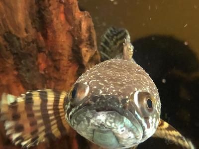 雷龍魚常見病癥以及治療方法：雷龍魚常見病癥包括蒙眼病、水霉病、白膜病以及內外寄生蟲病