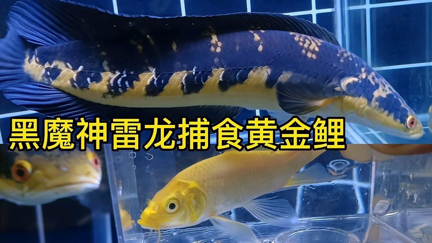 黑摩神雷龍魚 黑摩神雷龍魚 龍魚百科 第2張