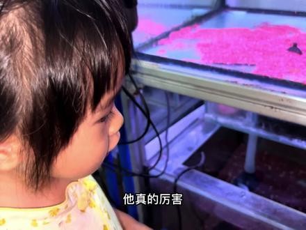 黑摩神雷龍魚 黑摩神雷龍魚 龍魚百科 第4張