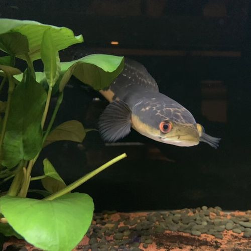 黑摩神雷龍魚 黑摩神雷龍魚 龍魚百科 第7張