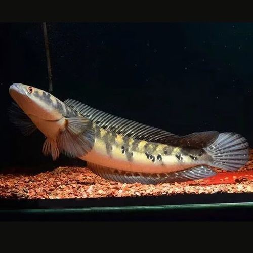 黑摩神雷龍魚 黑摩神雷龍魚 龍魚百科 第9張