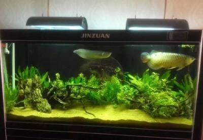 龍魚缸不養龍魚可以養什么植物：龍魚缸中養殖的植物是一種適合在龍魚缸中養殖的植物