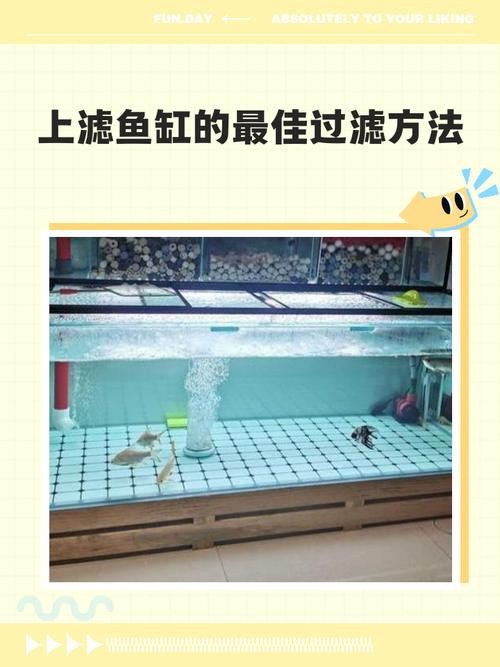 龍魚混養時，哪種過濾設備最好？
