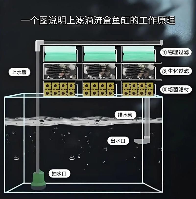 龍魚混養時，哪種過濾設備最好？