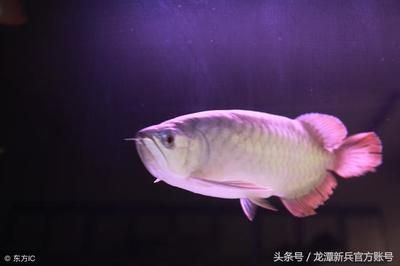 純血紅龍魚價格走勢：純血紅龍魚價格受到多種因素影響純血紅龍魚價格波動較大
