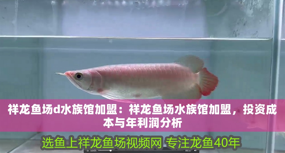 祥龍魚場d水族館加盟：祥龍魚場水族館加盟，投資成本與年利潤分析 祥龍魚場d水族館加盟：祥龍魚場水族館加盟，投資成本與年利潤分析 龍魚百科 第1張