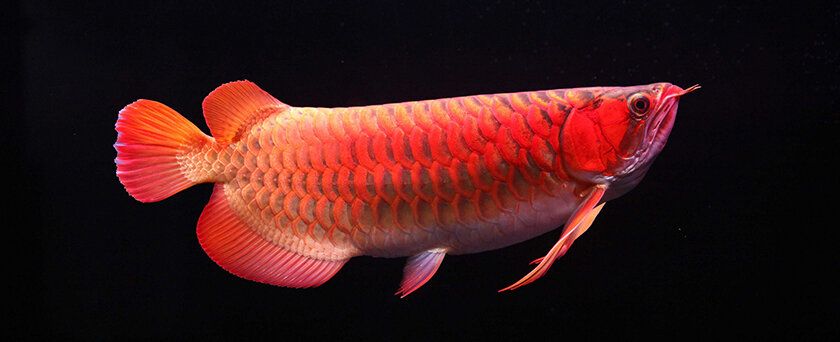 頂級紅龍魚手機壁紙（紅龍魚手機壁紙） 頂級紅龍魚手機壁紙（紅龍魚手機壁紙） 龍魚百科 第3張