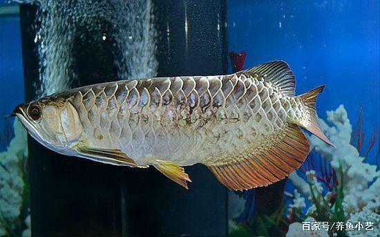 如何判斷龍魚黑鱗病是否好轉(zhuǎn) 如何判斷龍魚黑鱗病是否好轉(zhuǎn) 龍魚百科 第2張