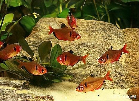 白子招財龍混養需要多大的魚缸 白子招財龍混養需要多大的魚缸 龍魚百科 第8張