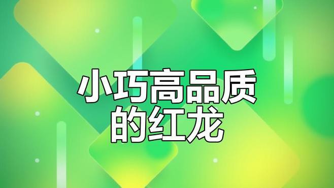 赤血紅龍和辣椒紅龍哪個更適合新手