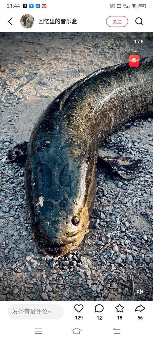 海南野生雷龍魚(yú)