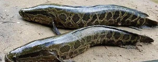 海南野生雷龍魚(yú)