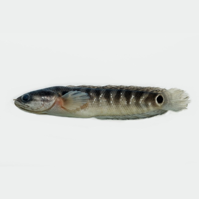 海南野生雷龍魚