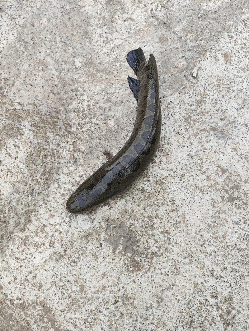 海南野生雷龍魚