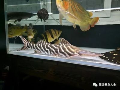 斑馬鴨嘴和龍魚混養嗎：斑馬鴨嘴魚和斑馬鴨嘴魚能和什么魚混養嗎