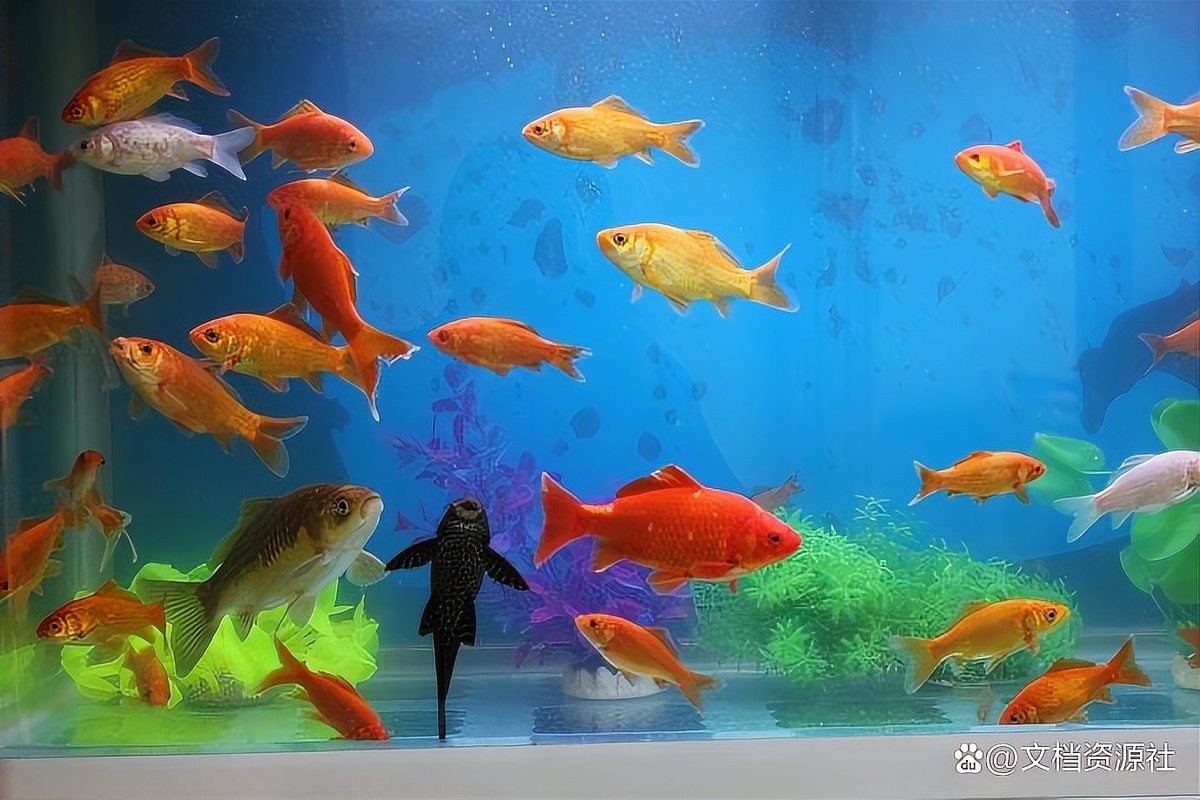 龍魚養單還是雙