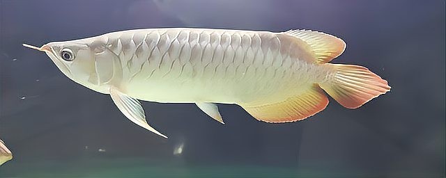 龍魚養單還是雙