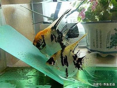 龍魚養單還是雙