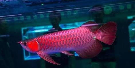 紅龍魚40公分為啥不發色，紅龍魚40公分不發色可能涉及多個因素 紅龍魚40公分為啥不發色，紅龍魚40公分不發色可能涉及多個因素 龍魚百科 第3張