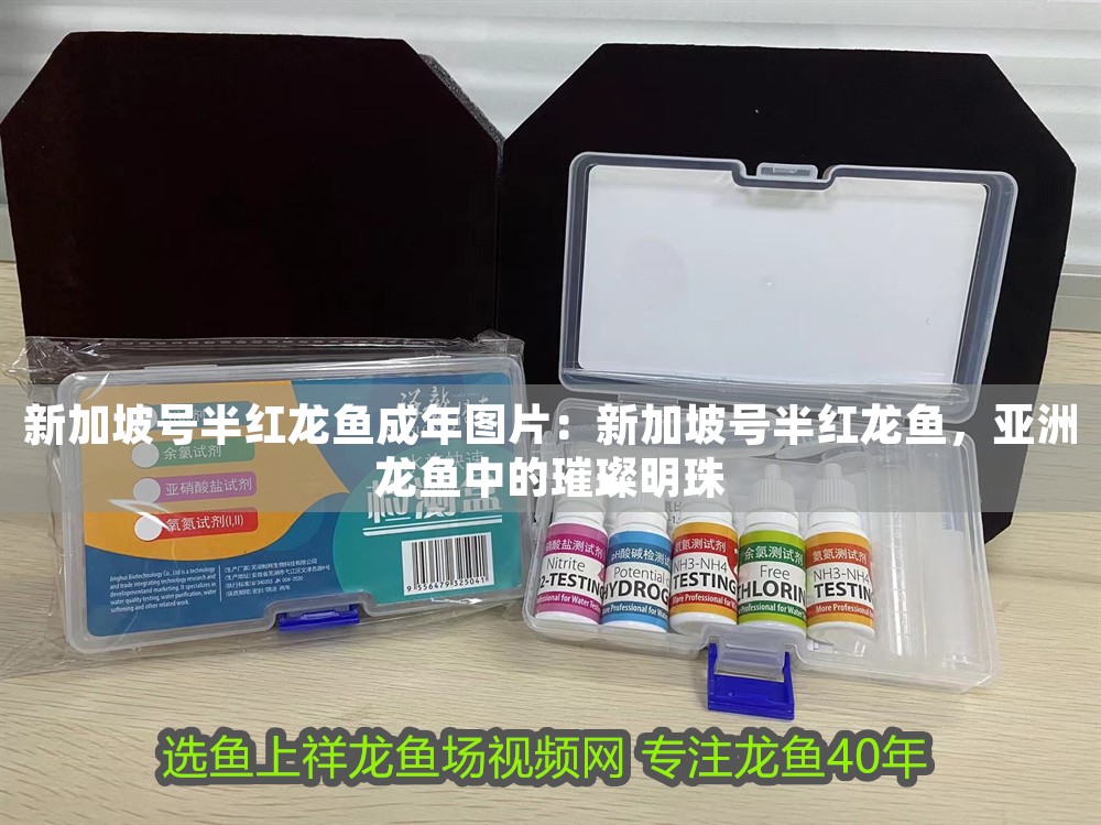 新加坡號半紅龍魚成年圖片：新加坡號半紅龍魚，亞洲龍魚中的璀璨明珠