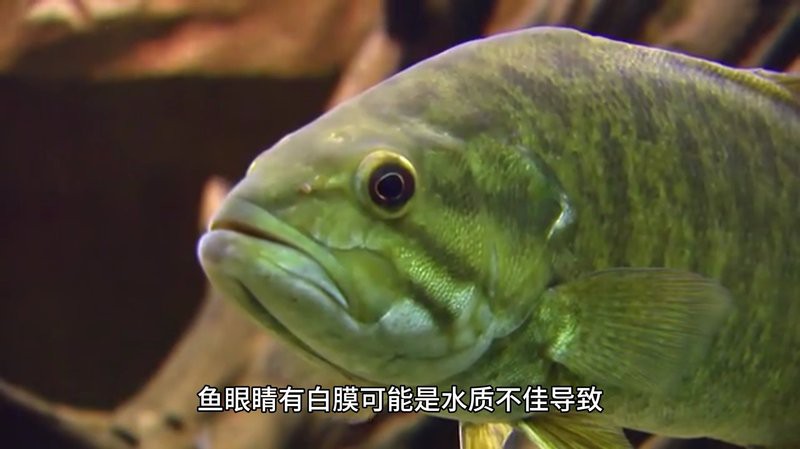 紅龍魚眼睛有白膜怎么辦呢吃什么藥 紅龍魚眼睛有白膜怎么辦呢吃什么藥 龍魚百科 第3張