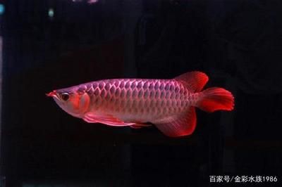 紅龍魚的樣子是什么（紅龍魚是什么樣的血紅龍魚怎么養(yǎng)好它才能養(yǎng)好它） 紅龍魚的樣子是什么（紅龍魚是什么樣的血紅龍魚怎么養(yǎng)好它才能養(yǎng)好它） 龍魚百科 第2張