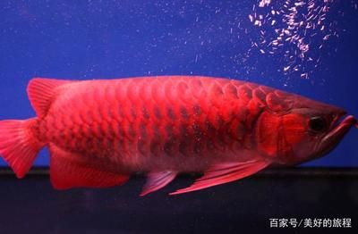 紅龍魚的樣子是什么（紅龍魚是什么樣的血紅龍魚怎么養(yǎng)好它才能養(yǎng)好它） 紅龍魚的樣子是什么（紅龍魚是什么樣的血紅龍魚怎么養(yǎng)好它才能養(yǎng)好它） 龍魚百科 第5張
