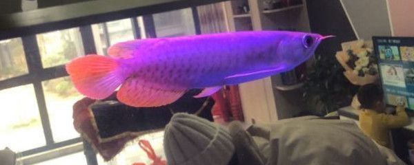 給龍魚買的小魚怎么消毒：給龍魚買的小魚消毒方法