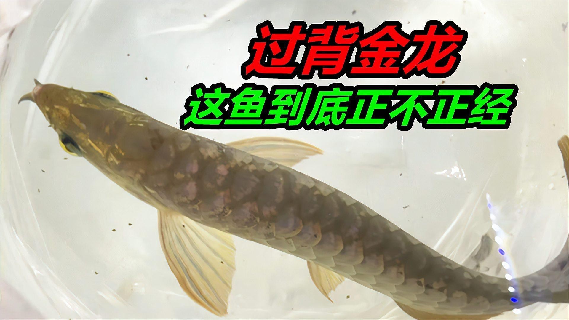 過背金龍魚的市場價格是多少 過背金龍魚的市場價格是多少 龍魚百科 第8張