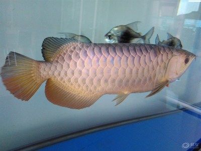 金龍魚論壇：快速訪問金龍魚論壇是一個與金龍魚品牌相關(guān)的社區(qū)