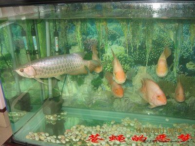 金龍魚論壇：快速訪問金龍魚論壇是一個與金龍魚品牌相關(guān)的社區(qū)