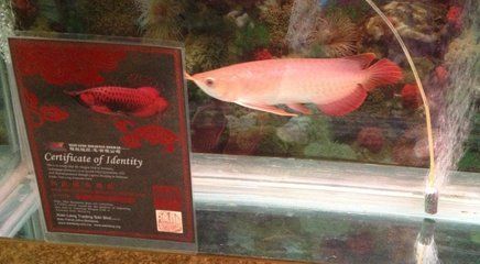 北京龍魚品牌怎么樣知乎：北京地區的龍魚品牌 北京龍魚品牌怎么樣知乎：北京地區的龍魚品牌 龍魚百科 第2張