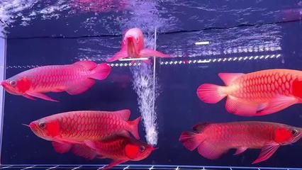 龍魚燈的選擇方法視頻：如何為您的龍魚選擇合適的燈光