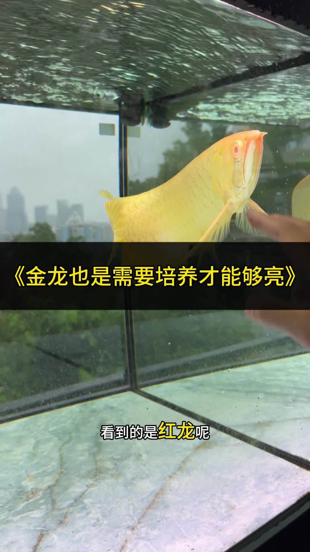 金頭過背金龍魚適合多大的魚缸？