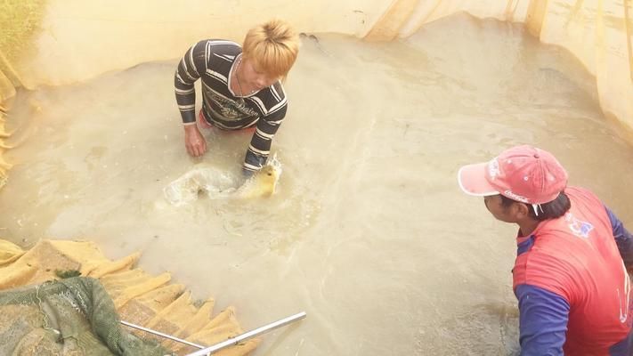 國內龍魚都是進口的嗎為什么那么便宜：龍魚市場競爭現狀分析,龍魚養殖成本控制方法 國內龍魚都是進口的嗎為什么那么便宜：龍魚市場競爭現狀分析,龍魚養殖成本控制方法 龍魚百科 第3張