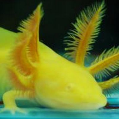 恐龍魚長什么樣子？，恐龍魚是一種生活在史前時代的海洋生物其外形和習性在科學界尚存