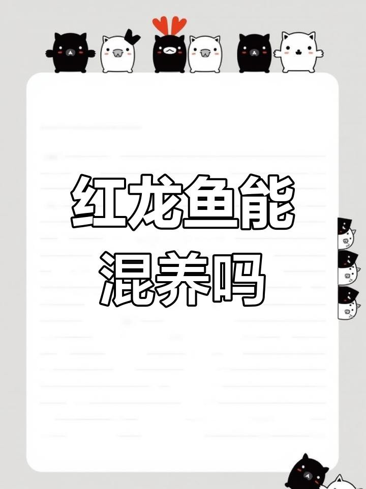 紅龍魚BTL混養注意事項