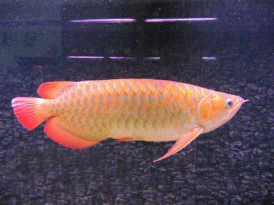 金龍魚沉缸底怎么回事：金龍魚沉缸底可能是身體出現問題的信號，可能是身體出現問題的信號