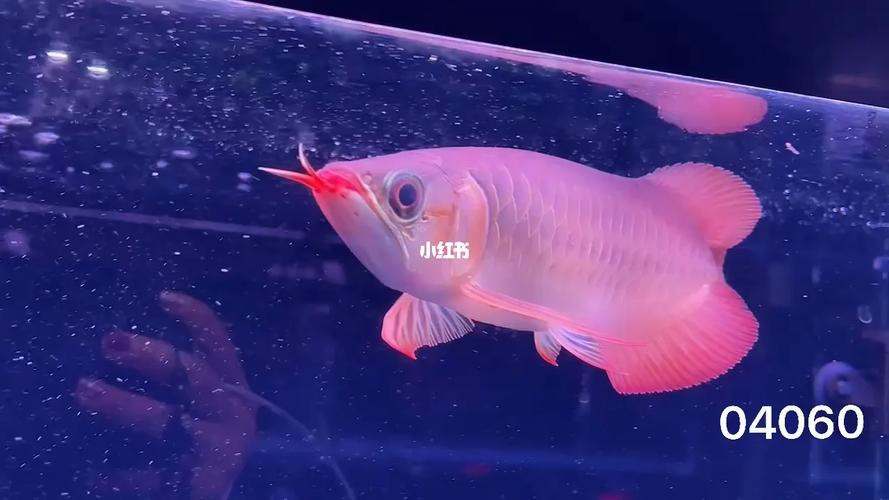 給我一張紅龍魚幼苗的視頻