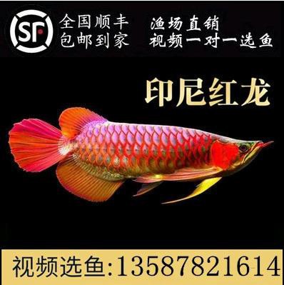 給我一張紅龍魚幼苗的視頻