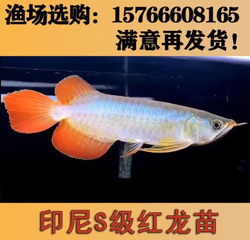 給我一張紅龍魚幼苗的視頻