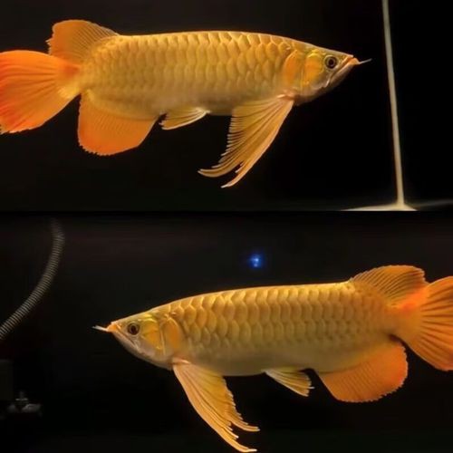 給我一張紅龍魚幼苗的視頻