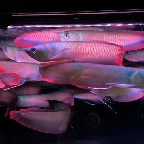 給我一張紅龍魚幼苗的視頻